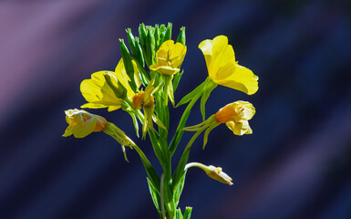 Yellow common evening primrose wild flower, Oenothera biennis, in different stages of opening and closing, against a dark blue background