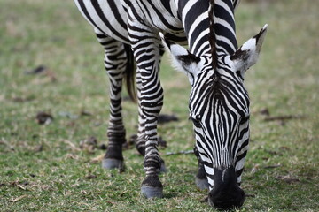 Zebra grazing peacefully in the African savanna
