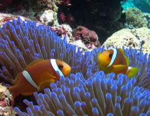 Two orange and white fish nestled amongst vibrant purple sea anemone tentacles on a coral reef