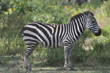 Striking zebra standing calmly in grassy savanna