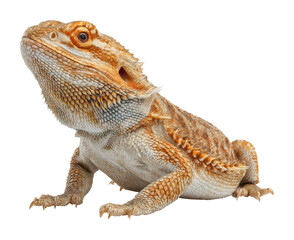 Obraz premium Bearded dragon reptile animal portrait isolated on transparent background