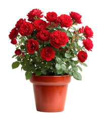 Beautiful red roses arrangement in pot floral display isolated on transparent background