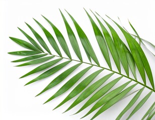 Fototapeta premium Single Green Palm Frond Isolated on White Background.