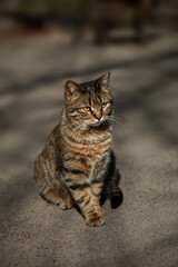 Portrait of cute fluffy cat