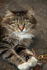 Portrait of cute fluffy cat