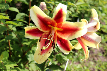 One tiger variegated lily on a daylily bush in a flowerbed on a sunny summer day - horizontal color photo, close-up