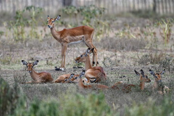 Graceful impala herd resting peacefully in savanna