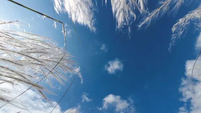 Close-up of White Saccharum Spontaneum Kash Flower With Blue Sky