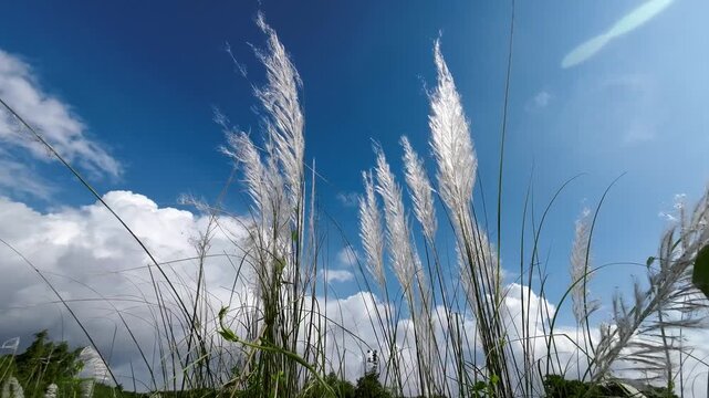 Close-up of White Saccharum Spontaneum Kash Flower With Blue Sky