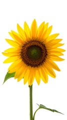 Obraz premium Single sunflower against white