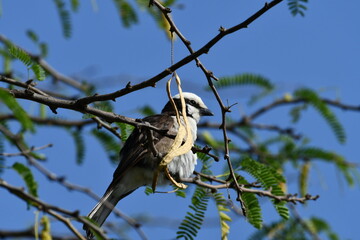 White-headed bird perched on branch against clear blue sky