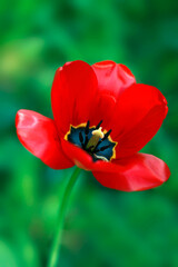 Colorful tulips in spring garden