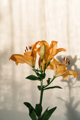 Branch of orange lilies on light beige background in sunset light, casting elegant shadows on the wall.