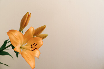 Branch of soft orange lilies on a light beige or white background, minimal botanical composition. Copy space