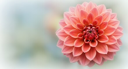 Fototapeta premium A Majestic Dahlia in Full Bloom with Delicate Petals and a Soft Bokeh Background