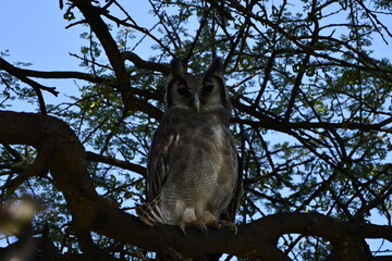 Majestic owl perched on tree branch, watchful gaze