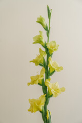 Single yellow gladiolus branch on light beige or white background, minimalistic botanical composition.