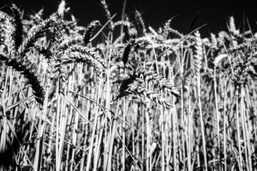 Wheat in black and white
