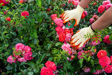 Caring Hands Prune Yellow Roses in Bloom – Garden Maintenance and Plant Nurture.  A close-up view...