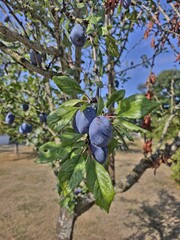 Common plum tree in summer with blues plums_prunus domestica