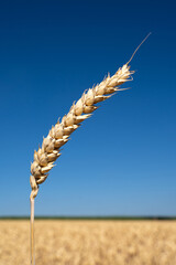 Wheat with blurred wheat field and blue sky in summer