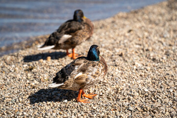 Duck standing on pebbled ground in natural outdoor habitat