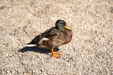 Duck standing on pebbled ground in natural outdoor habitat