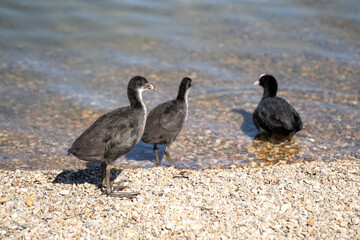 Common coots on pebbled lake shore, wild water birds standing and swimming in natural habitat