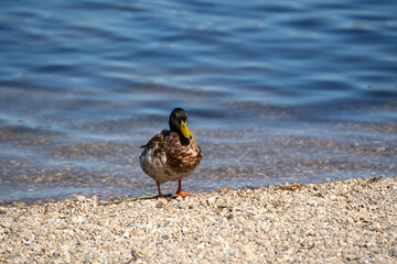 Duck standing on pebbled ground in natural outdoor habitat