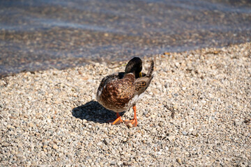 Duck standing on pebbled shore near water and clean feathers