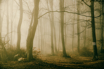 Obraz premium foggy forest in late autumn