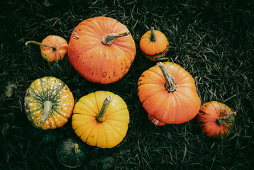 autumn decorative pumpkins. Thanksgiving or Halloween holiday  harvest concept.