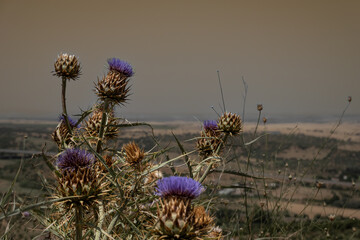Wilting thistle flowers in afternoon sun
