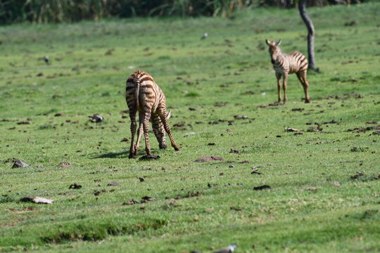 Zebra foal grazing in vibrant green meadow
