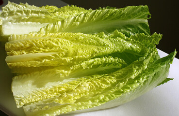 Closeup of organic Romaine lettuce leaves fresh from the garden