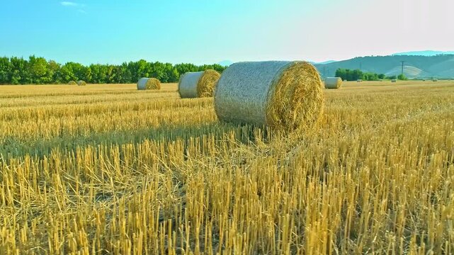 Beautiful nature, rural scenery, harvest, green trees area, skyline