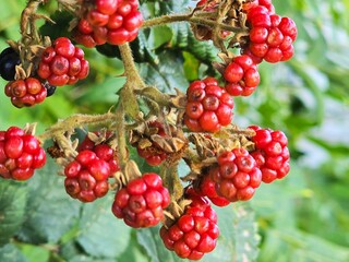 Fresh blackberries ripening on the vine