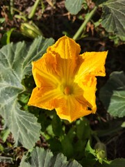 A vibrant yellow pumpkin flower in a garden