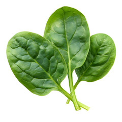 Obraz premium Fresh spinach leaves. isolated on a transparent background