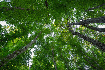 Cime des arbres en été vue d’en bas
