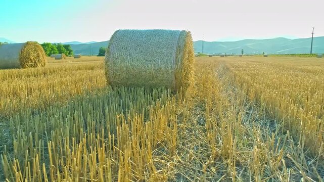 Golden harvested field with round haystacks, beautiful summer day