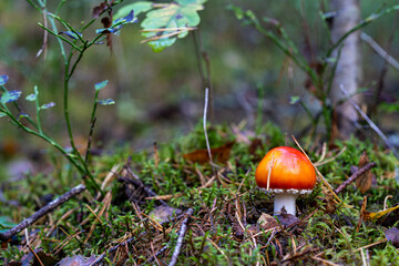 Red amanita mushroom with white stem growing in moss and leaves on forest floor.