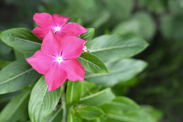 Pink Vinca flowers, top view