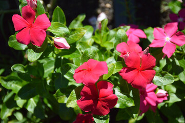 Pink Vinca flowers in the summer garden