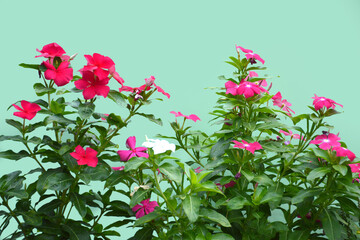 Vinca flowers on green background