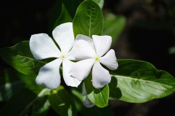 White Vinca flowers, top view
