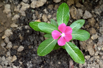 Pink vinca with its green leaves