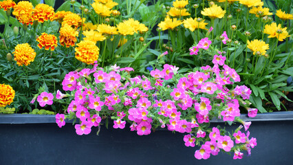 Colorful flowers growing in the pot