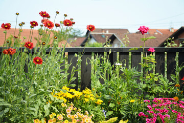Colorful flowers growing in pots on the balcony