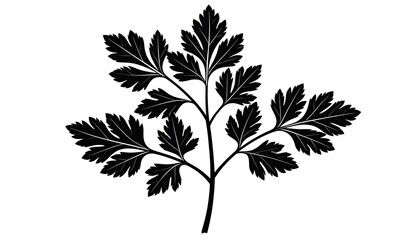 Obraz premium Black Silhouette of Parsley Sprig, Detailed Herbal Illustration, Culinary Herb, Vector Graphic
